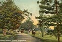 old postcard of Ipswich Botanical Gardens